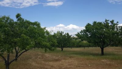 Şanlıurfa’da Gelir Getirici Bademler Meyve Vermeye Başladı