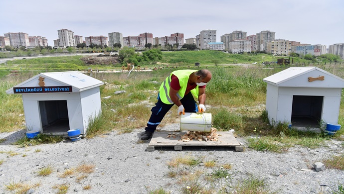 Beylikdüzü Belediyesi sokak hayvanlarını unutmadı