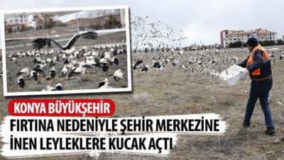 Konya Büyükşehir Fırtına Nedeniyle Şehir Merkezine İnen Leyleklere Kucak Açtı